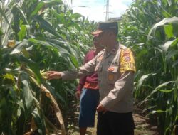 Sambangi Lahan Jagung, Aipda Alfian Haris Beri Dukungan Warga Wujudkan Ketahanan Pangan