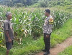 Bhabinkamtibmas Desa Banggo Pantau Perkembangan Tanaman Jagung Warga