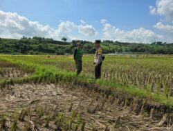 Bhabinkamtibmas Karang Dima Sambangi Petani Dukung Ketahanan Pangan Nasional