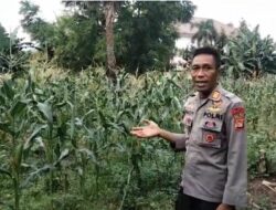 Dukung Ketahanan Pangan, Polsek Rasanae Barat Sulap Lahan Kosong Jadi Kebun Bergizi