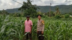 Bhabinkamtibmas Desa Lune Pantau Lahan Pertanian Jagung untuk Dukung Ketahanan Pangan