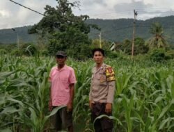 Bhabinkamtibmas Desa Lune Pantau Lahan Pertanian Jagung untuk Dukung Ketahanan Pangan