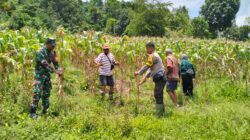 Bhabinkamtibmas Desa Kalimantong Dampingi Panen Jagung Anggota Poktan Pabunga