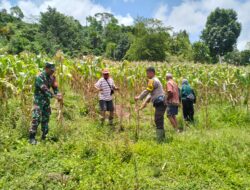 Bhabinkamtibmas Desa Kalimantong Dampingi Panen Jagung Anggota Poktan Pabunga