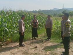 Dukung Ketahanan Pangan, Kapolsek Jereweh Turun ke Lahan Warga Cek Perkembangan Tanaman Jagung