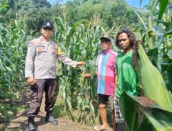 Bhabinkamtibmas Polsek Ambalawi Pantau Perkembangan Tanaman Jagung Milik Warga, Wujudkan Ketahanan Pangan