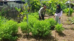 Dukung Ketahanan Pangan, Bhabinkamtibmas Polsek Asakota Monitoring Lahan Pekarangan Bergizi Milik Warga