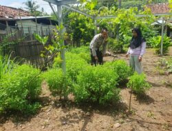 Dukung Ketahanan Pangan, Bhabinkamtibmas Polsek Asakota Monitoring Lahan Pekarangan Bergizi Milik Warga