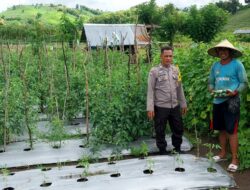 BKTM Desa Manggenae Pantau Lahan Tomat Warga untuk Dukung Ketahanan Pangan