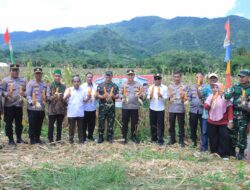Polres Sumbawa Barat Ikuti Panen Jagung Serentak di Lokasi Kebun Jagung Poktan Cinta Damai Poto Tano