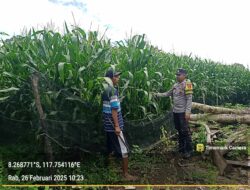 Bhabinkamtibmas Desa Beringin Jaya Pantau Lahan Pertanian dalam Program Ketahanan Pangan Nasional