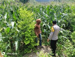 Polsek Hu’u dampingi petani dalam optimalisasi lahan pertanian untuk mendukung ketahanan pangan nasional