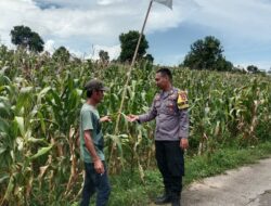 Bhabinkamtibmas Nanga Tumpu dampingi petani, dukung program ketahanan pangan nasional