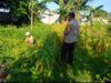 Bhabinkamtibmas Karang Bongkot Turun ke Sawah, Dukung Petani Maju!