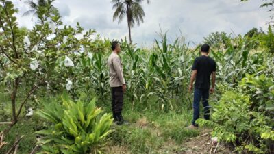 Bhabinkamtibmas Labuapi Dorong Petani, Ini yang Dilakukannya