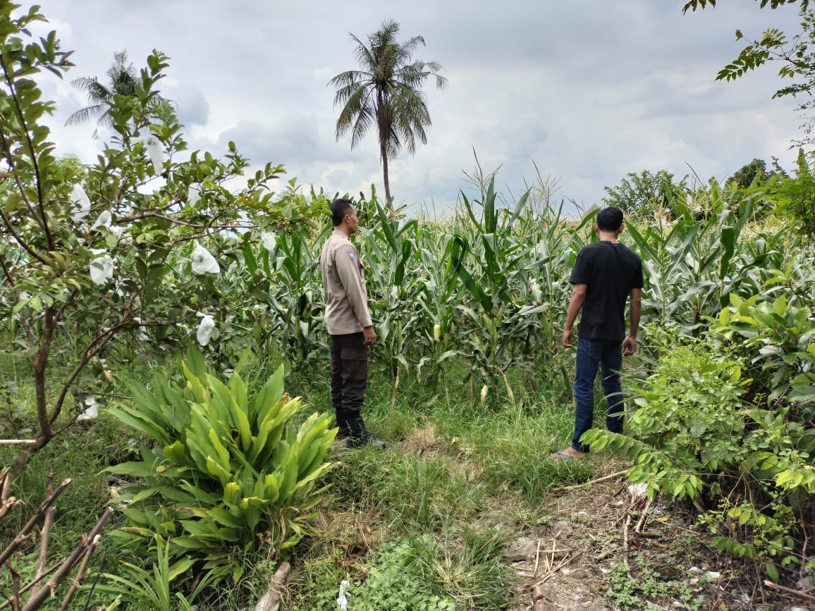 Bhabinkamtibmas Labuapi Dorong Petani, Ini yang Dilakukannya