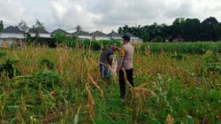 Panen Usai, Polisi Ajak Petani Tanam Lagi di Labuapi, Semangat Baru!