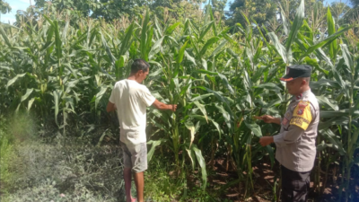 Dukung Ketahanan Pangan, Bhabinkamtibmas Desa Rhee Sambangi Lahan Jagung Warga