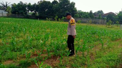 Dukung Ketahanan Pangan, Polsek Labuapi Sambangi Petani Jagung di Karang Bongkot