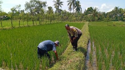 Lombok Barat, NTB – Kepolisian Resor (Polres) Lombok Barat menunjukkan komitmen kuat dalam mendukung program ketahanan pangan nasional. Hal ini dibuktikan dengan kegiatan aktif yang dilakukan oleh jajaran Bhabinkamtibmas di wilayah hukumnya, seperti yang terlihat di Desa Merembu, Kecamatan Labuapi. Pada hari Senin, 17 Maret 2025, Bhabinkamtibmas Desa Merembu, Aipda Sudarman, melaksanakan kunjungan ke warga masyarakat di Dusun Tangkeban. Kegiatan yang berlangsung sejak pukul 09.00 WITA ini bertujuan untuk mendorong masyarakat agar terus meningkatkan upaya dalam mewujudkan ketahanan pangan di tingkat rumah tangga dan desa. Kapolsek Labuapi, Polres Lombok Barat, Polda NTB, Ipda I Nyoman Rudi Santosa, menegaskan bahwa pihaknya sangat mendukung program pemerintah terkait swasembada pangan. Beliau menyampaikan apresiasi atas inisiatif Bhabinkamtibmas yang terjun langsung ke masyarakat untuk memberikan motivasi dan pendampingan. Dukungan Polri untuk Swasembada Pangan Nasional “Kami dari Polsek Labuapi sangat mendukung program ketahanan pangan yang dicanangkan oleh pemerintah,” ujar Ipda I Nyoman Rudi Santosa dalam keterangannya. “Kegiatan yang dilakukan oleh Bhabinkamtibmas Aipda Sudarman di Desa Merembu ini adalah salah satu wujud nyata dari dukungan tersebut. Kami berharap, dengan adanya dorongan ini, masyarakat semakin termotivasi untuk mengembangkan potensi di berbagai sektor.” Lebih lanjut, Kapolsek menjelaskan bahwa program ketahanan pangan ini mencakup berbagai bidang, mulai dari pertanian, peternakan, perikanan, hingga perkebunan. Pihaknya berharap, dengan diversifikasi usaha ini, masyarakat Desa Merembu dapat lebih mandiri dalam memenuhi kebutuhan pangan sehari-hari, sekaligus berkontribusi pada program swasembada pangan nasional. Bhabinkamtibmas Aktif Dorong Potensi Lokal Aipda Sudarman sendiri dalam kunjungannya berinteraksi langsung dengan para petani, peternak, dan warga lainnya. Ia memberikan semangat dan informasi terkait berbagai teknik dan inovasi yang dapat diterapkan untuk meningkatkan hasil produksi. Selain itu, ia juga menyampaikan pentingnya menjaga keamanan dan ketertiban di lingkungan desa agar program ketahanan pangan dapat berjalan dengan lancar. “Kami terus berupaya untuk hadir di tengah masyarakat, tidak hanya dalam menjaga keamanan tetapi juga dalam mendukung program-program positif seperti ketahanan pangan ini,” kata Aipda Sudarman. “Kami melihat potensi yang besar di Desa Merembu ini, dan kami yakin dengan kerja keras dan dukungan bersama, masyarakat dapat mencapai kemandirian pangan yang lebih baik.” Kondisi Desa Merembu Terpantau Aman dan Kondusif Dalam kesempatan yang sama, Kapolsek Labuapi juga menyampaikan kabar baik terkait kondisi keamanan di Desa Merembu. Beliau memastikan bahwa hingga saat ini, wilayah binaan Aipda Sudarman tersebut terpantau aman dan kondusif. Hal ini tentu menjadi modal penting dalam pelaksanaan berbagai program pembangunan, termasuk program ketahanan pangan. “Kami bersyukur bahwa situasi keamanan di Desa Merembu tetap terjaga dengan baik,” ungkap Ipda I Nyoman Rudi Santosa. “Ini adalah hasil dari sinergi antara pihak kepolisian, perangkat desa, dan seluruh elemen masyarakat. Kami akan terus berupaya untuk mempertahankan kondisi yang kondusif ini agar masyarakat dapat beraktivitas dengan tenang dan fokus dalam meningkatkan kesejahteraannya.” Kegiatan Bhabinkamtibmas di Desa Merembu ini merupakan contoh konkret dari peran aktif kepolisian dalam mendukung program-program pemerintah yang bertujuan untuk meningkatkan kesejahteraan masyarakat. Diharapkan, langkah ini dapat menginspirasi wilayah lain untuk melakukan hal serupa demi terwujudnya ketahanan pangan yang kuat di seluruh Indonesia. Dukungan dari berbagai pihak, termasuk kepolisian, menjadi kunci keberhasilan program strategis nasional ini.