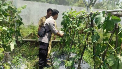 Inovasi Warga Dusun Bengkel: Pekarangan Jadi Lumbung Pangan Bergizi