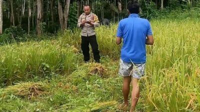 Sinergi Polisi-Petani: Lombok Barat Siap Hadapi Ramadan