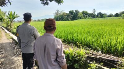 Polisi Turun ke Sawah! Bhabinkamtibmas Dukung Petani di Labuapi