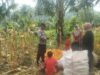 Bhabinkamtibmas di Sekotong Dampingi Petani Panen Jagung, Dukung Ketahanan Pangan