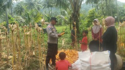 Sinergi Polri dan Petani: Bhabinkamtibmas Kawal Panen Jagung di Lombok Barat