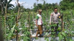 Pemanfaatan Lahan Kosong, Solusi Ketahanan Pangan di Lombok Barat