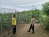 Bhabinkamtibmas Malaju Pantau Perkembangan Tanaman Jagung, Dukung Ketahanan Pangan Nasional