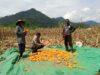 Bhabinkamtibmas Desa Mujahidin Dampingi Warga Saat Panen Jagung