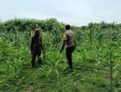 Bhabinkamtibmas Desa Tarusa Pantau Perkembangan Tanaman Jagung Guna Wujudkan Ketahanan Pangan