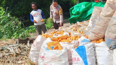 Bhabinkamtibmas Desa Sekongkang Bawah Berikan Pendampingan Panen Jagung di Dua Lahan Milik Warga