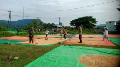 Bhabinkamtibmas Desa Woko Pantau Panen Jagung dalam Program Ketahanan Pangan Nasional