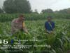 Sambangi Petani Jagung, Bhabinkamtibmas Polsek Rhee Dukung Ketahanan Pangan Nasional