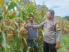 Bhabinkamtibmas Desa Kole Pantau Perkembangan Jagung dalam Rangka Meningkatkan Ketahanan Pangan Nasional