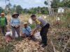 Bhabinkamtibmas Desa Ta’a Dampingi Petani Panen Jagung: Wujud Dukungan untuk Ketahanan Pangan dan Kesejahteraan Warga