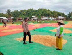 Bhabinkamtibmas Desa Cempi Jaya Pantau Panen Raya Jagung, Dukung Ketahanan Pangan Nasional