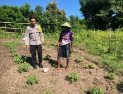Pemantauan Pengembangan Tanaman Singkong di Desa Katua