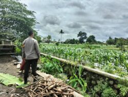 Sinergi Polri dan Petani Labuapi Wujudkan Ketahanan Pangan Desa