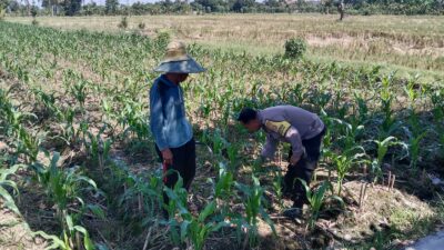 Bhabinkamtibmas Labuapi Dampingi Petani, Gencarkan Program Ketahanan Pangan di Bagik Polak Barat