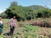 Dukung Program Ketahanan Pangan Nasional, Bhabinkamtibmas Monta Baru Pantau Lahan Sayur Warga