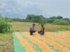 Pantau dan Bantu Petani di Wilayah Binaan Bhabinkamtibmas Polsek Tambora Dukung Penuh Program Prioritas Presiden RI