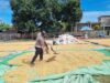 Bhabinkamtibmas Desa Kramat Pantau Panen Jagung Warga Dukung Program Ketahanan Pangan Nasional Menuju Indonesia Emas