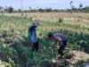 Sinergi Bhabinkamtibmas dan Warga Dukung Ketahanan Pangan Lokal
