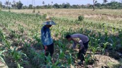 Sinergi Bhabinkamtibmas dan Warga Dukung Ketahanan Pangan Lokal