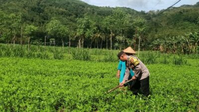 Bhabinkamtibmas Dukung Ketahanan Pangan di Sekotong