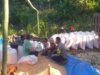 Dukungan Polri Terhadap Petani: Bhabinkamtibmas Monitoring Panen Jagung di Lombok Barat