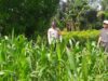 Polri Dampingi Petani Jagung: Sinergi untuk Ketahanan Pangan